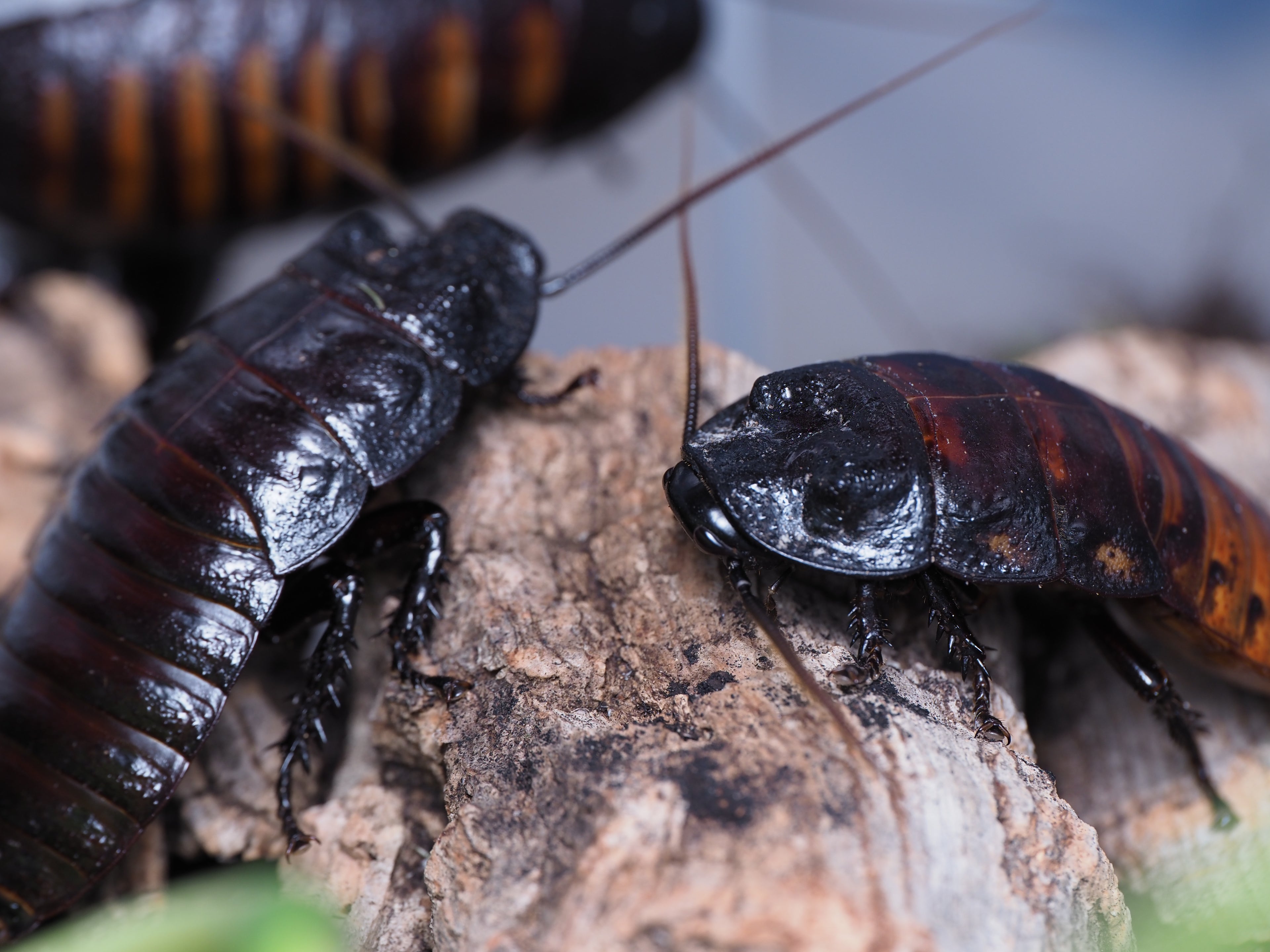 Gromphadorhina portentosa "Masoala"  (Common Madagascar Hisser) - 10ct