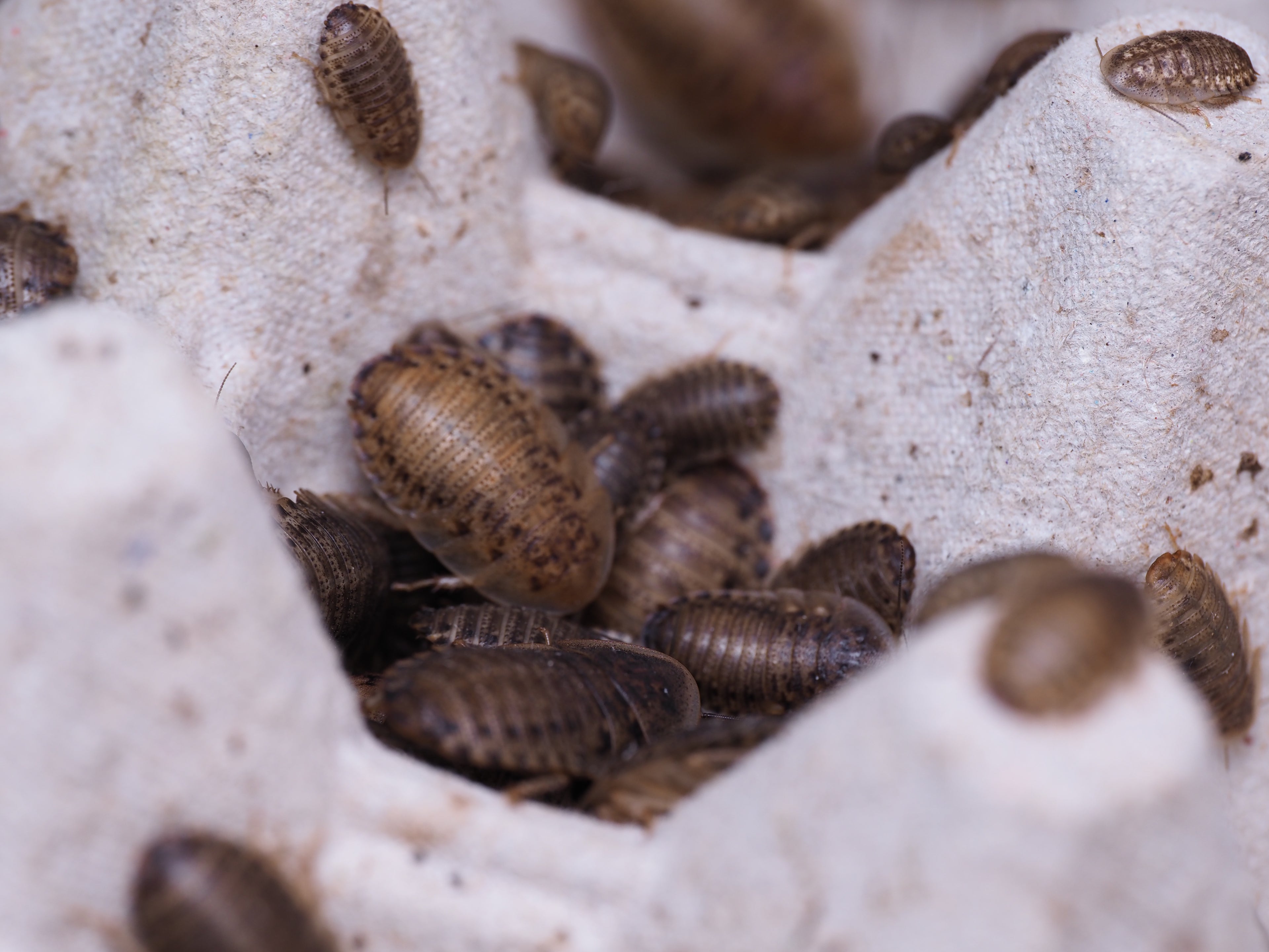Blaptica Dubia "Dubia" roach - mixed small nymphs