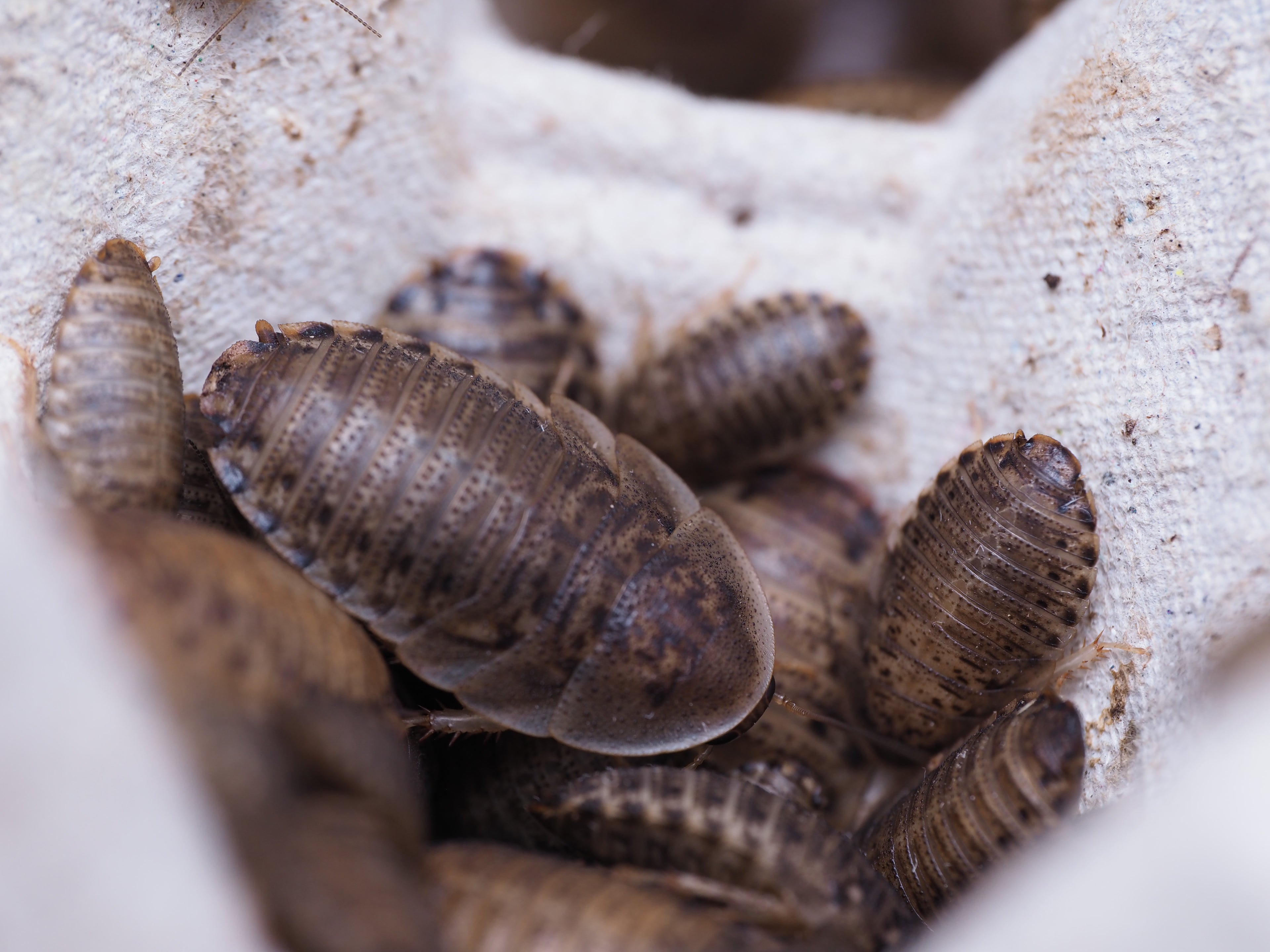 Blaptica Dubia "Dubia" Roach - Starter Colony