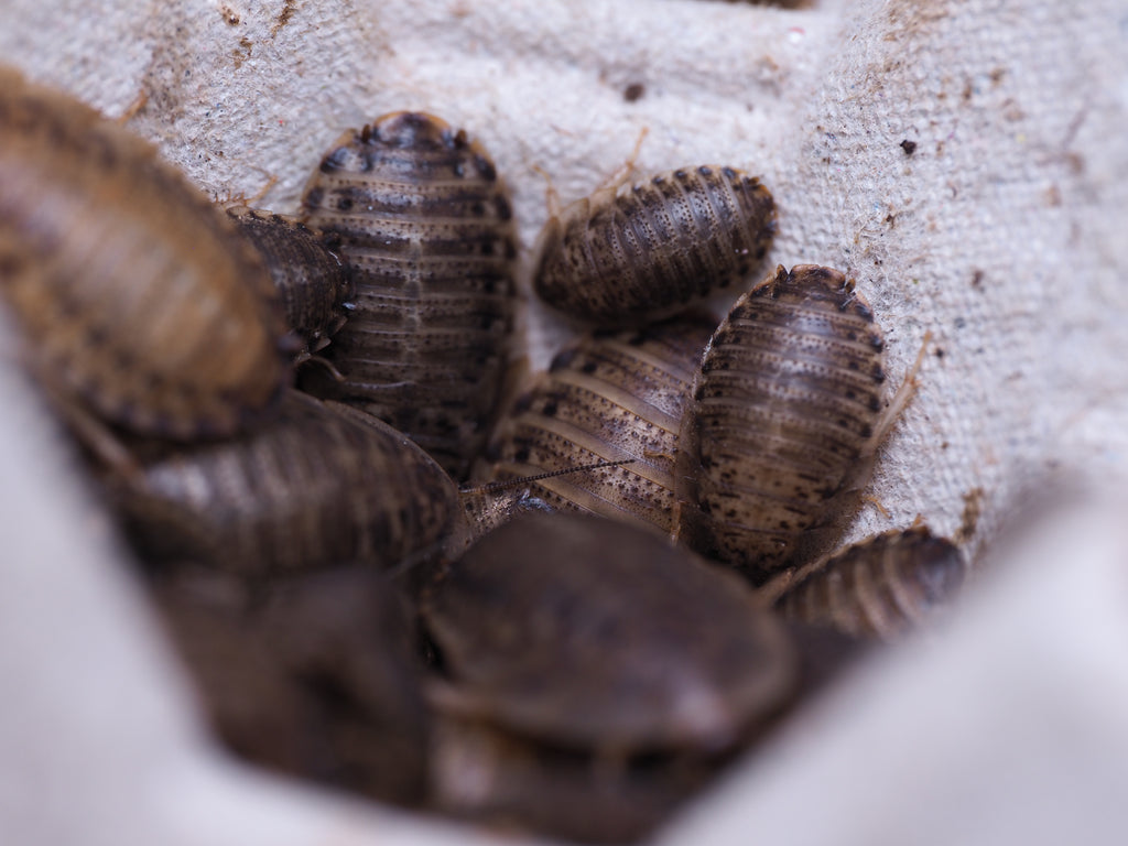 Blaptica Dubia "Dubia" roach - mixed small nymphs