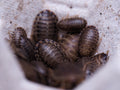 Blaptica Dubia "Dubia" roach - mixed small nymphs