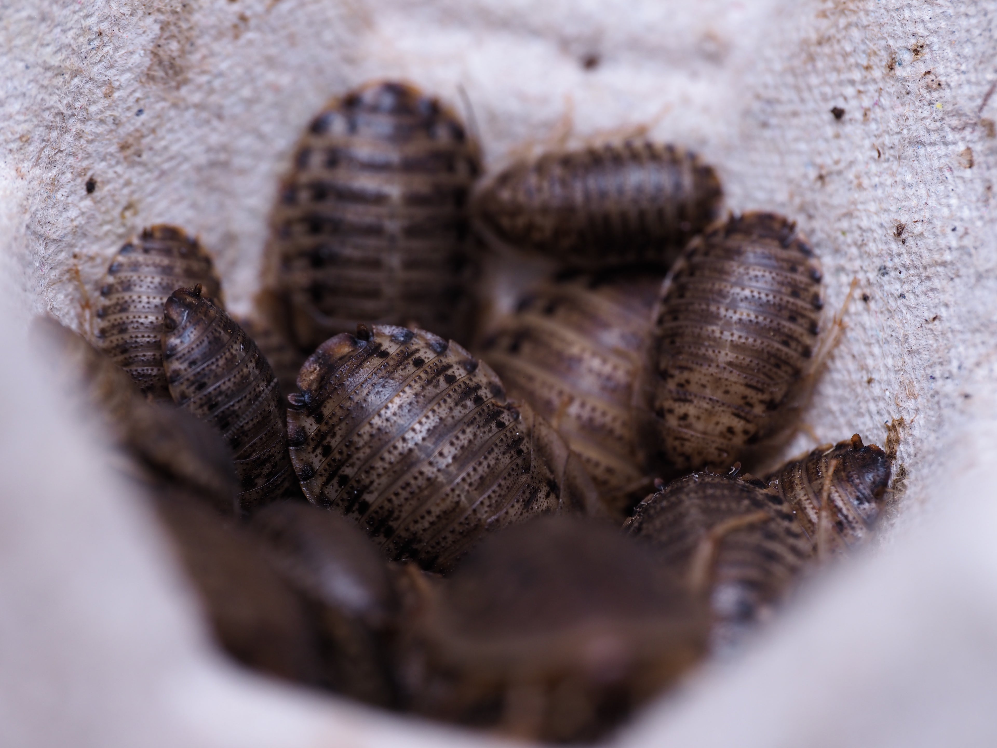 Blaptica Dubia "Dubia" roach - mixed small nymphs