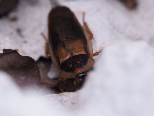 Blaptica Dubia "Dubia" Roach - Starter Colony