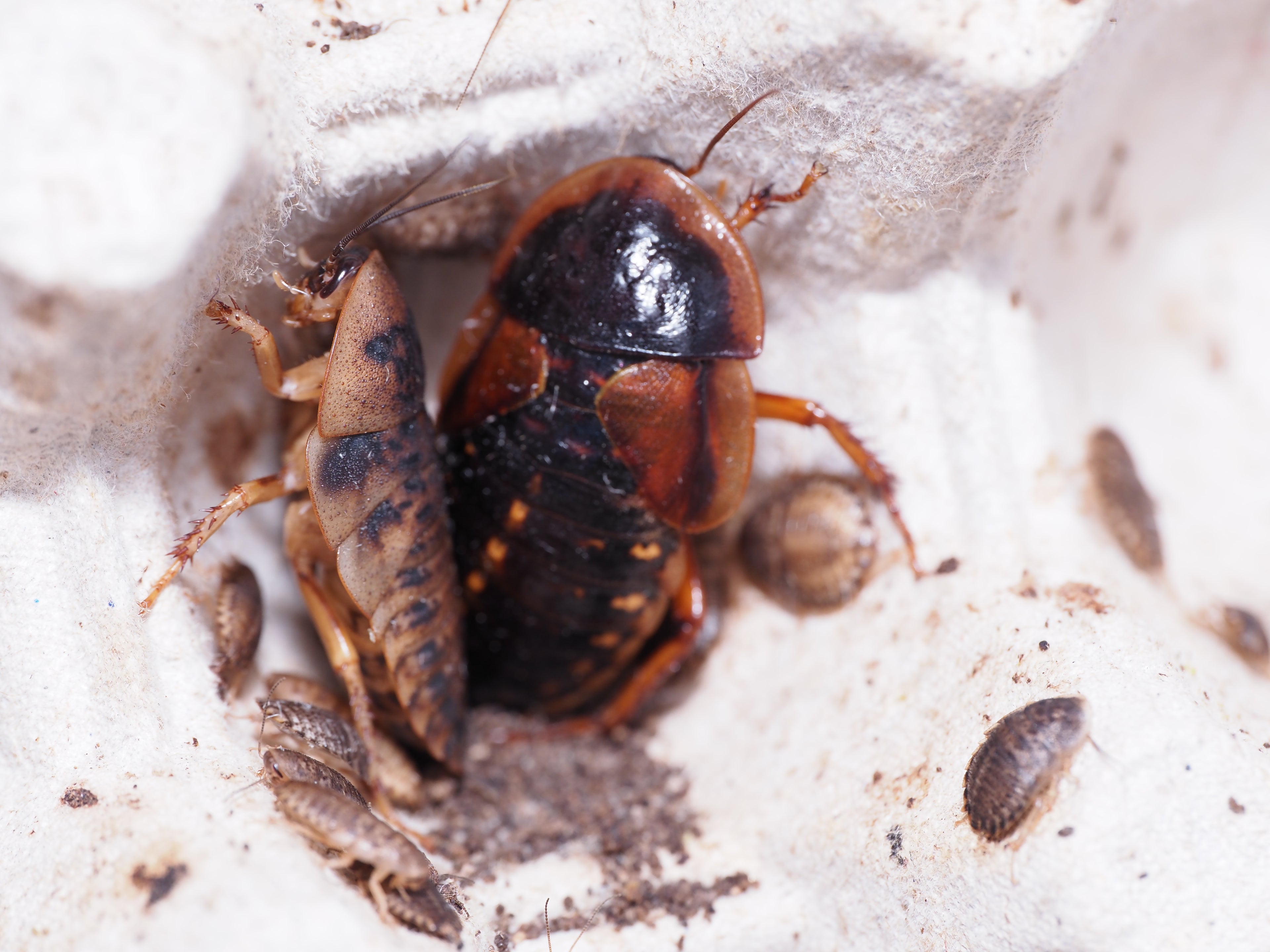 Blaptica Dubia "Dubia" Roach - Starter Colony