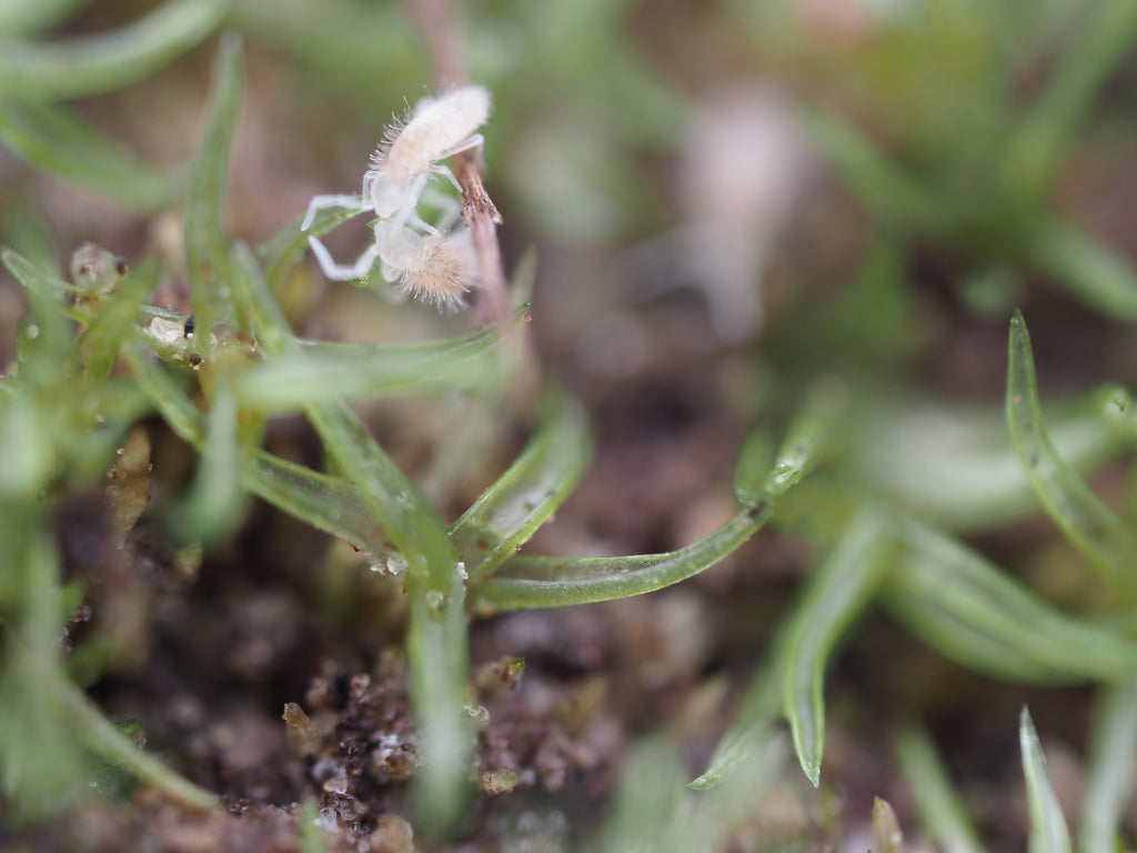 Coecobrya sp. "Tropical Pink" Springtail - Starter Culture