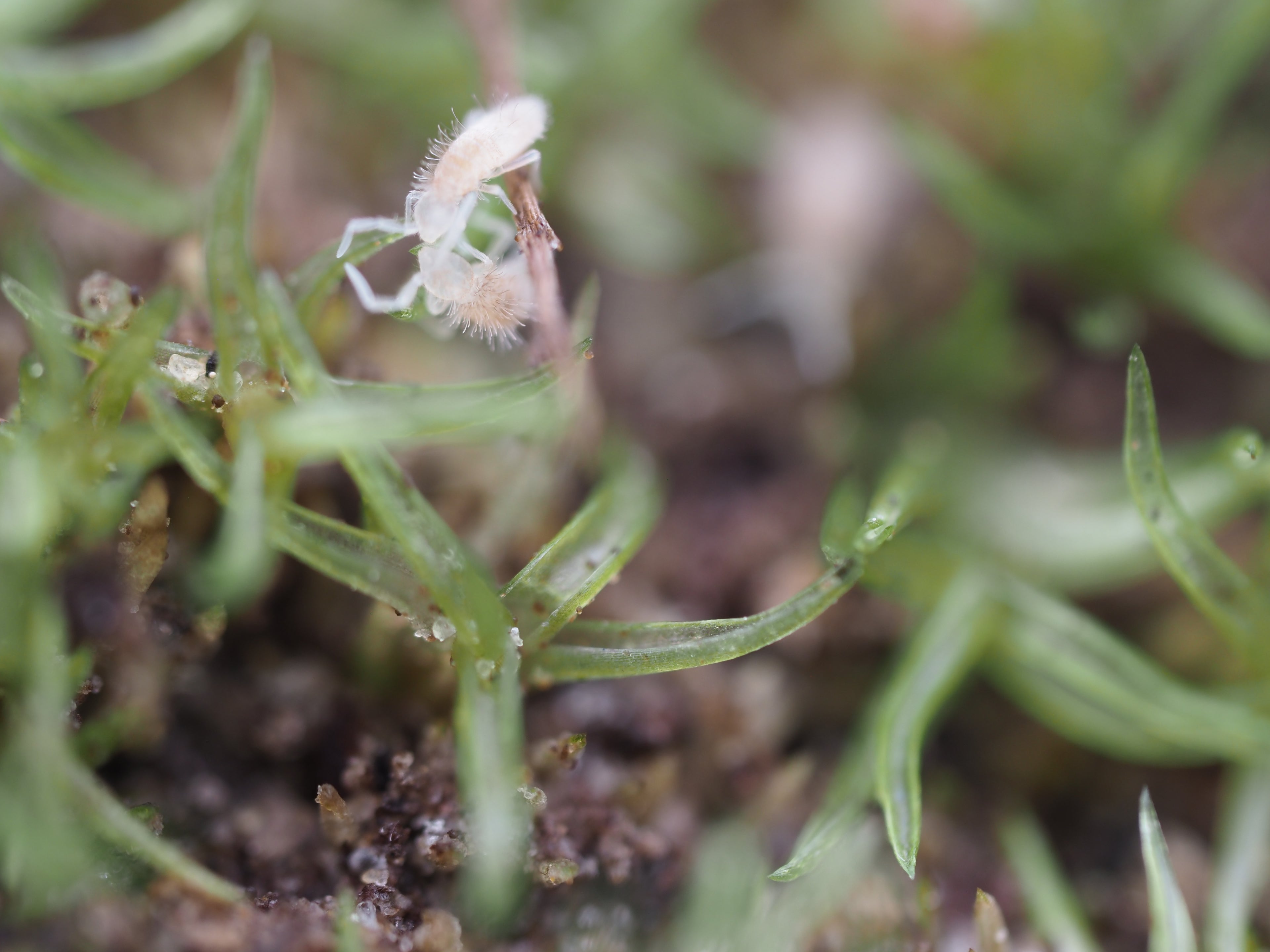 Coecobrya sp. "Tropical Pink" Springtail - Starter Culture