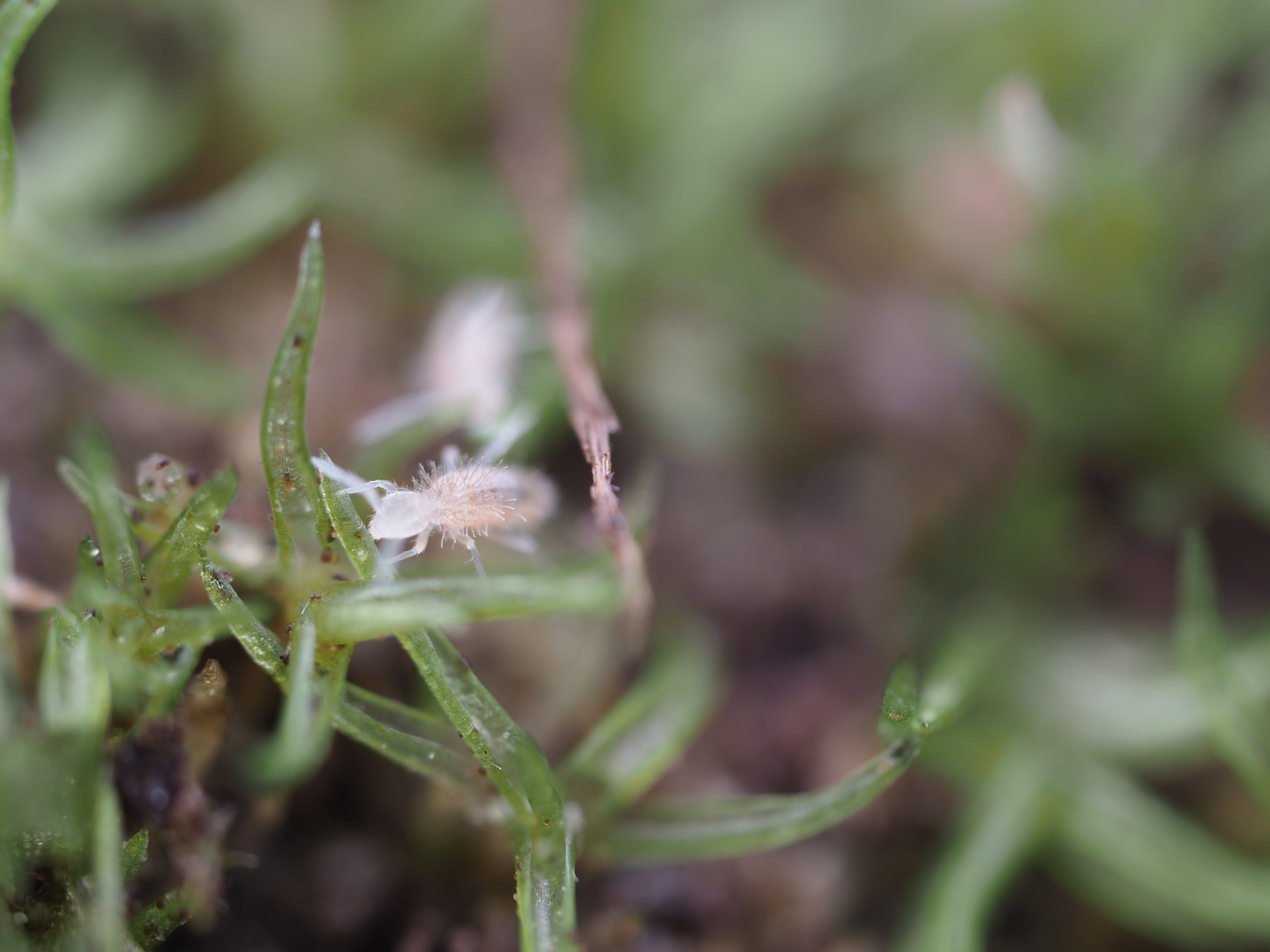 Coecobrya sp. "Tropical Pink" Springtail - Starter Culture