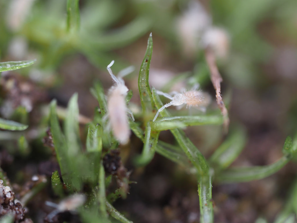 Coecobrya sp. "Tropical Pink" Springtail - Starter Culture