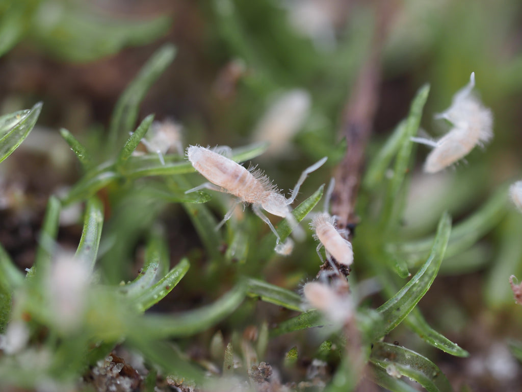 Coecobrya sp. "Tropical Pink" Springtail - Starter Culture
