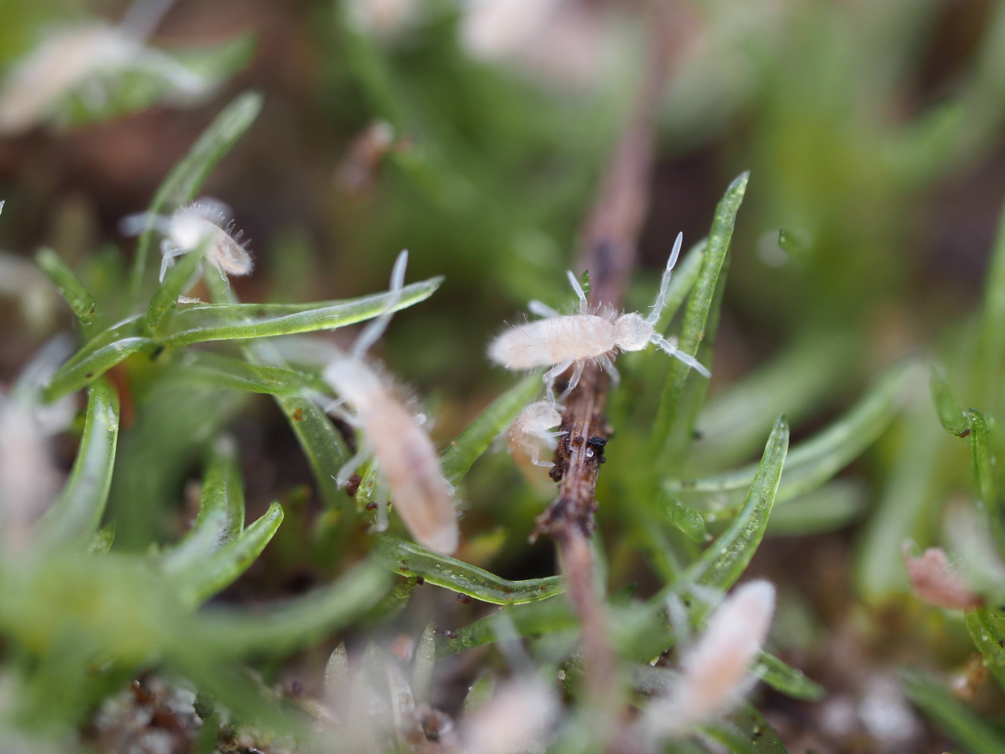 Coecobrya sp. "Tropical Pink" Springtail - Starter Culture
