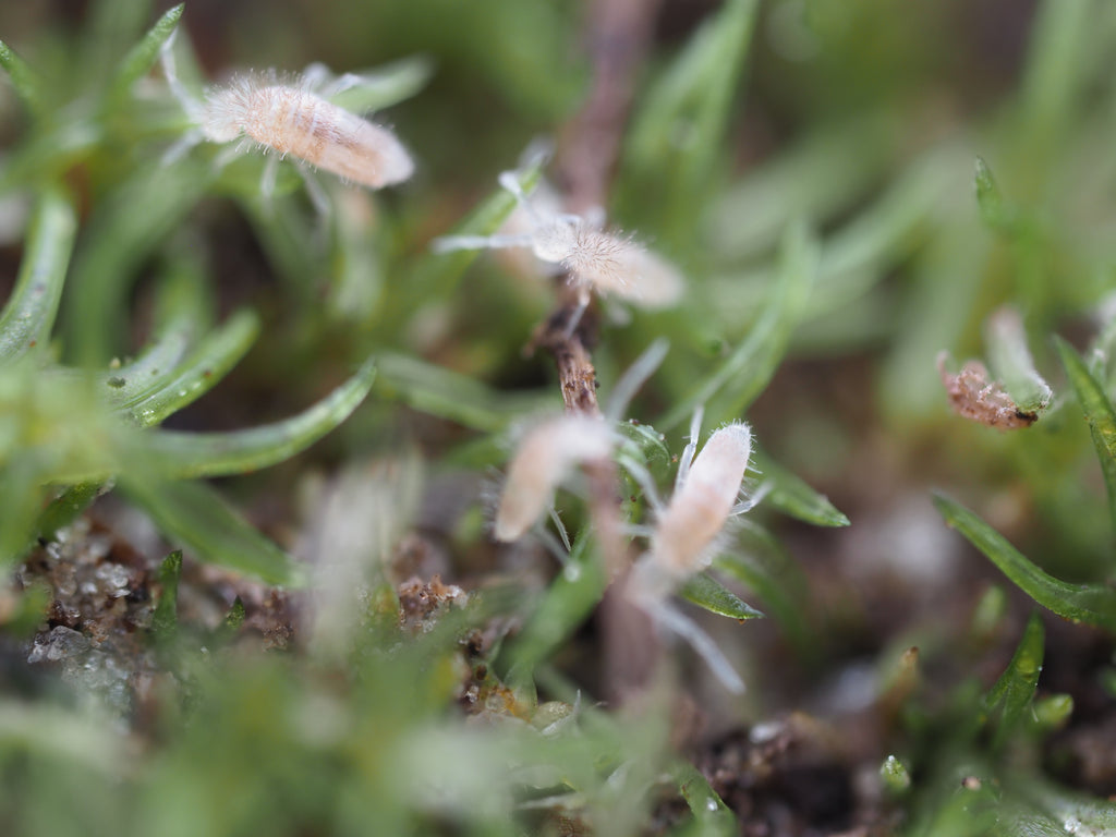 Coecobrya sp. "Tropical Pink" Springtail - Starter Culture
