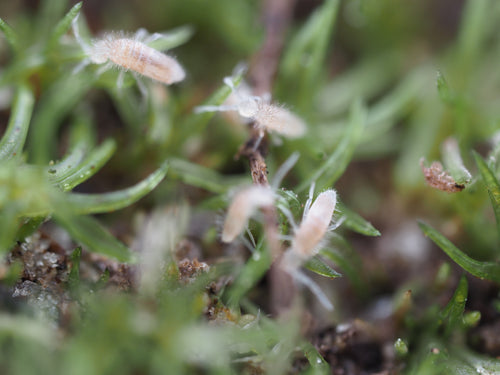 Coecobrya sp. "Tropical Pink" Springtail - Starter Culture