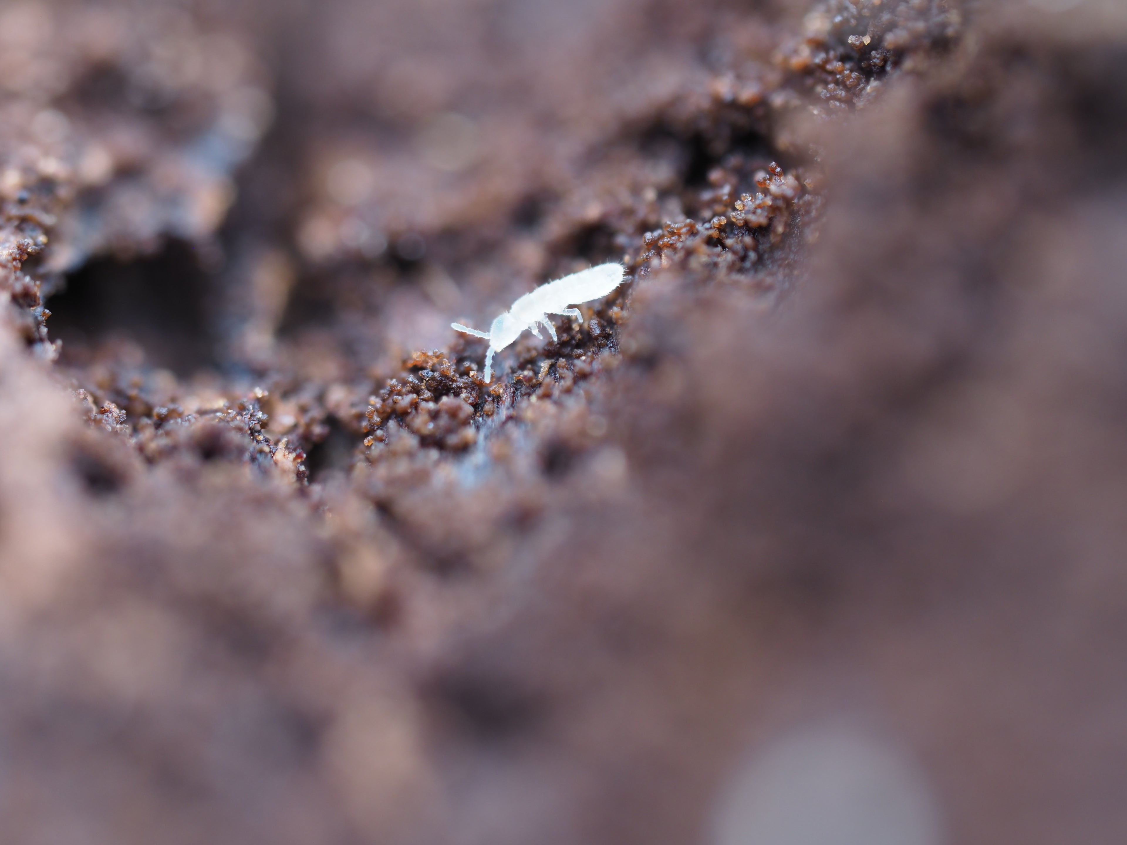 Folsomia candida "White Temperate" Springtails - Starter culture