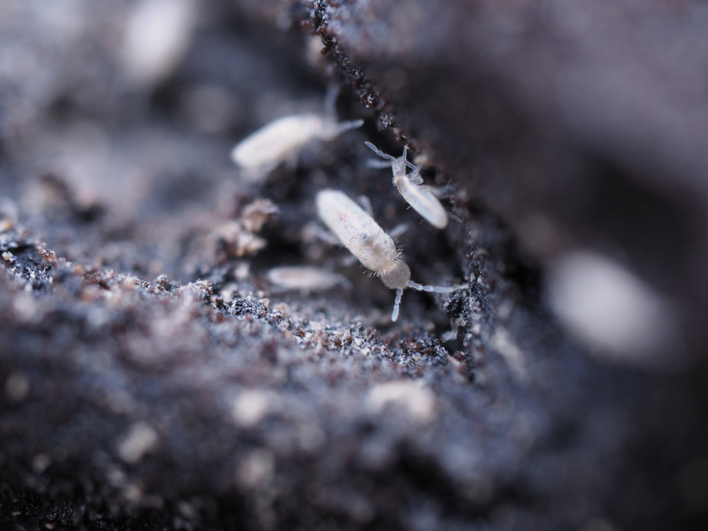 Pseudosinella violenta "Bylas Ant" Springtail - Starter culture