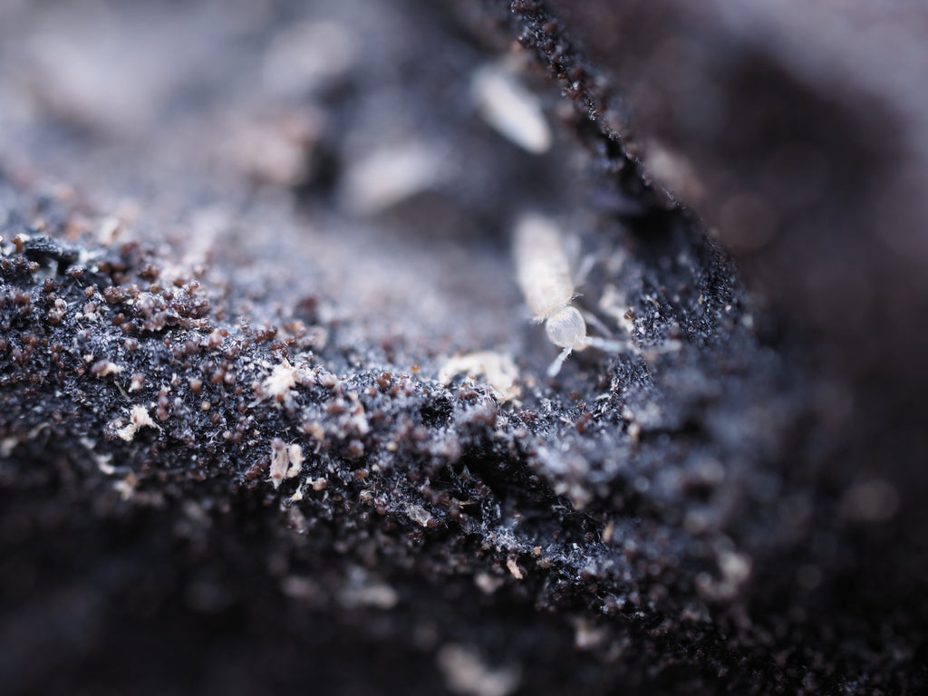 Pseudosinella violenta "Bylas Ant" Springtail - Starter culture