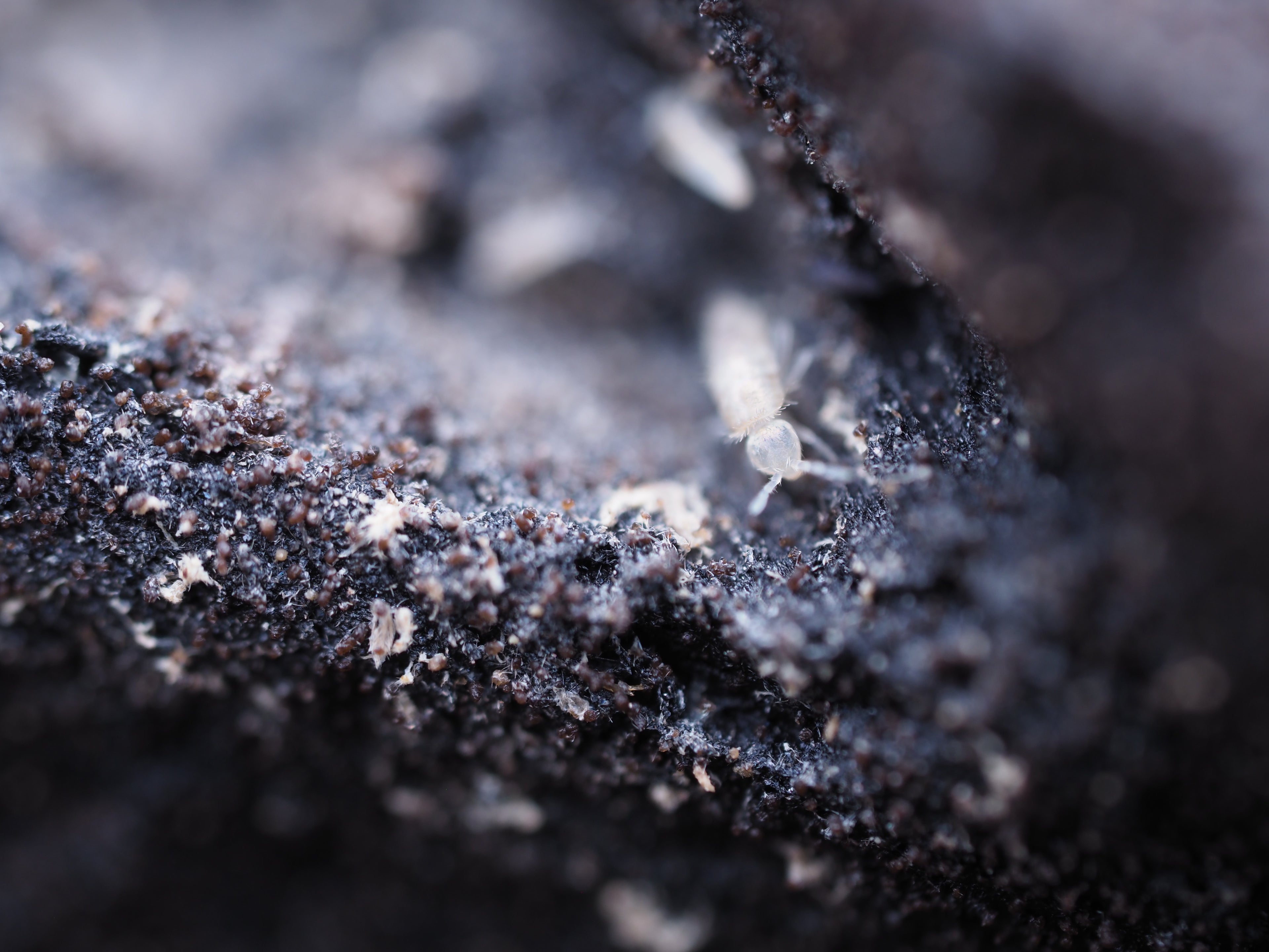 Pseudosinella violenta "Bylas Ant" Springtail - Starter culture