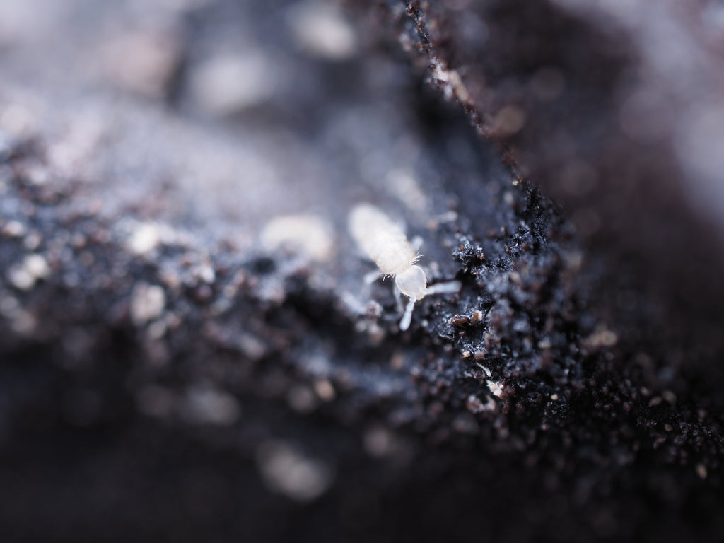 Pseudosinella violenta "Bylas Ant" Springtail - Starter culture