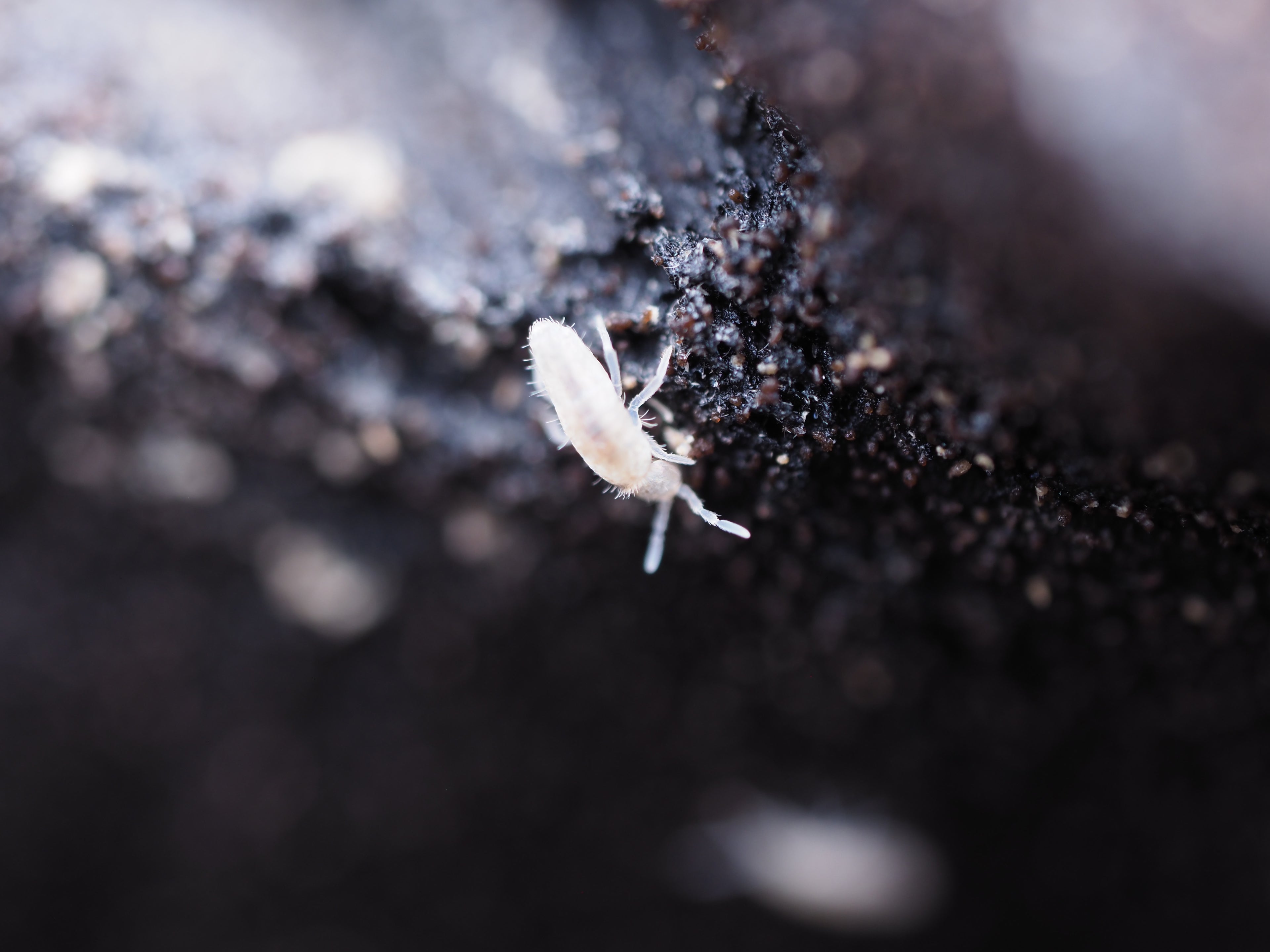 Pseudosinella violenta "Bylas Ant" Springtail - Starter culture
