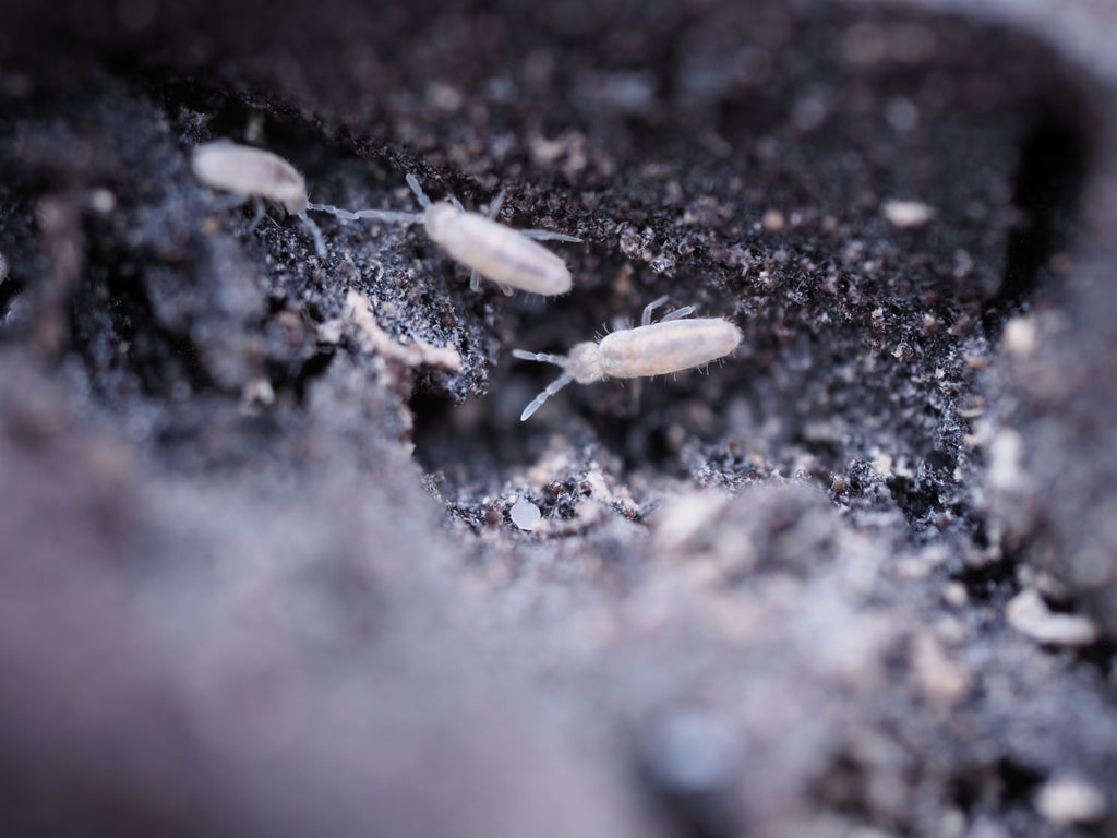 Pseudosinella violenta "Bylas Ant" Springtail - Starter culture