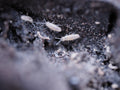 Pseudosinella violenta "Bylas Ant" Springtail - Starter culture