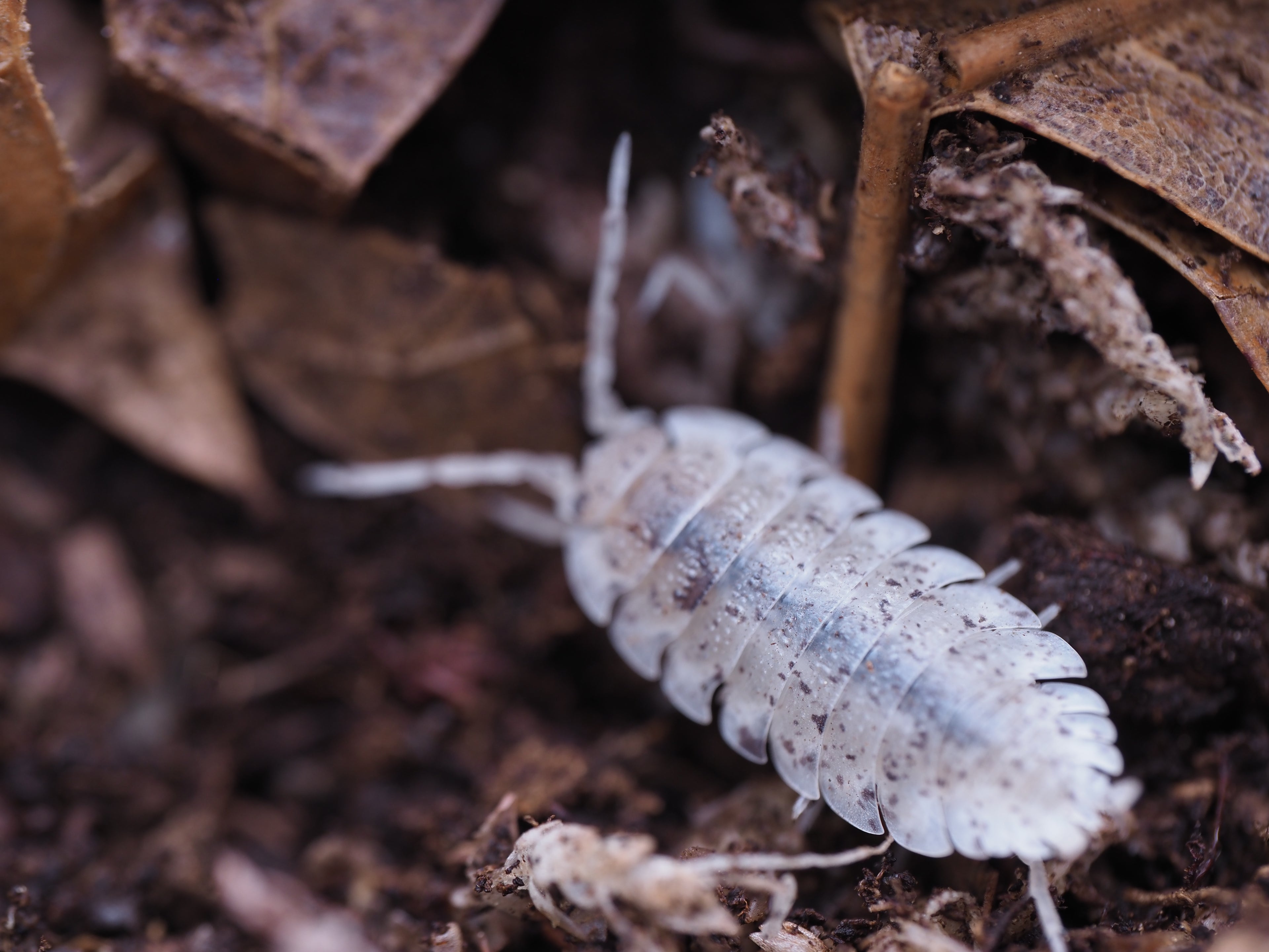 Porcellio scaber "Dalmatian"