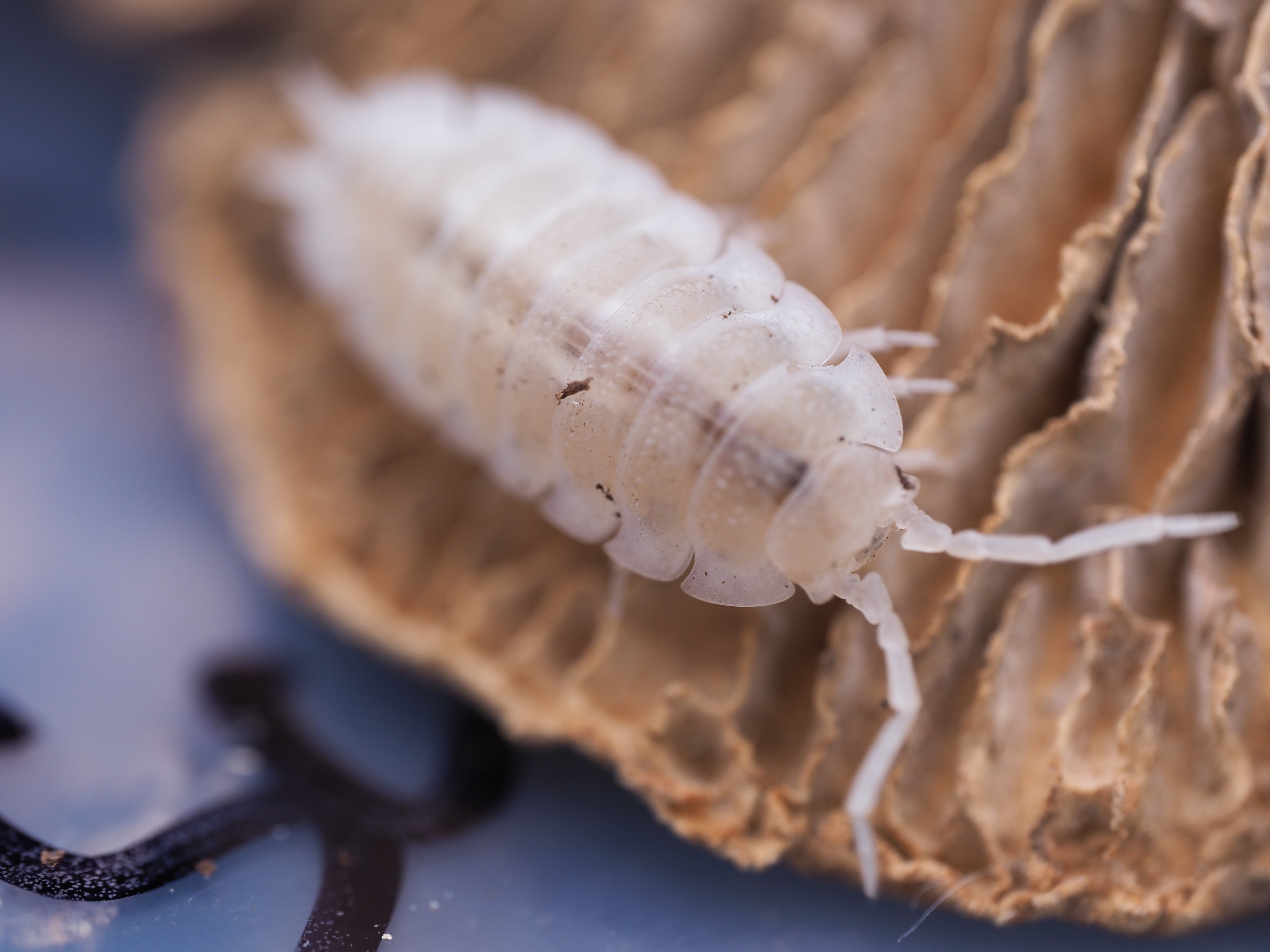 Porcellio scaber "Snow Koi" - 10ct