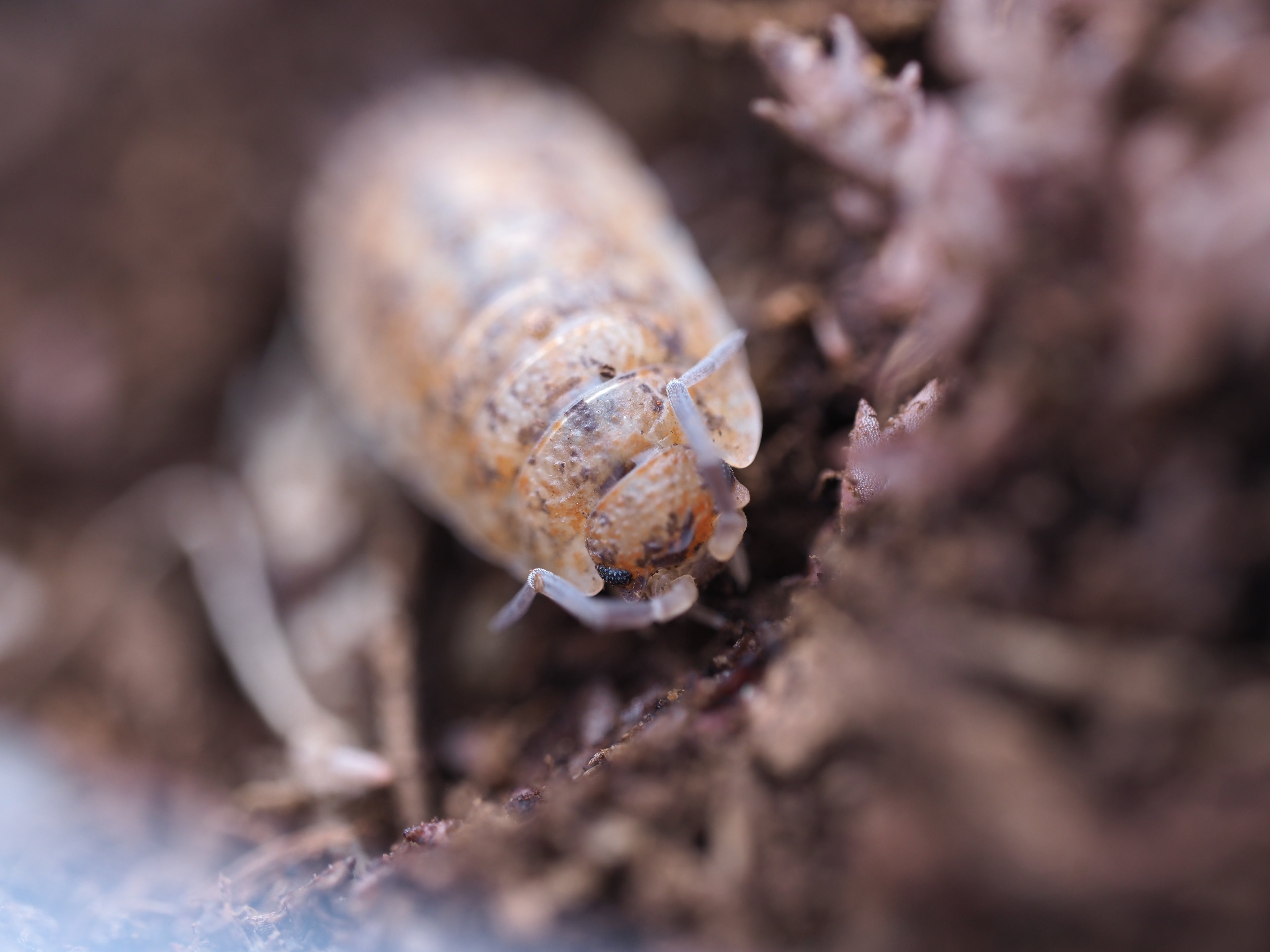 Porcellio scaber "Lemonade"