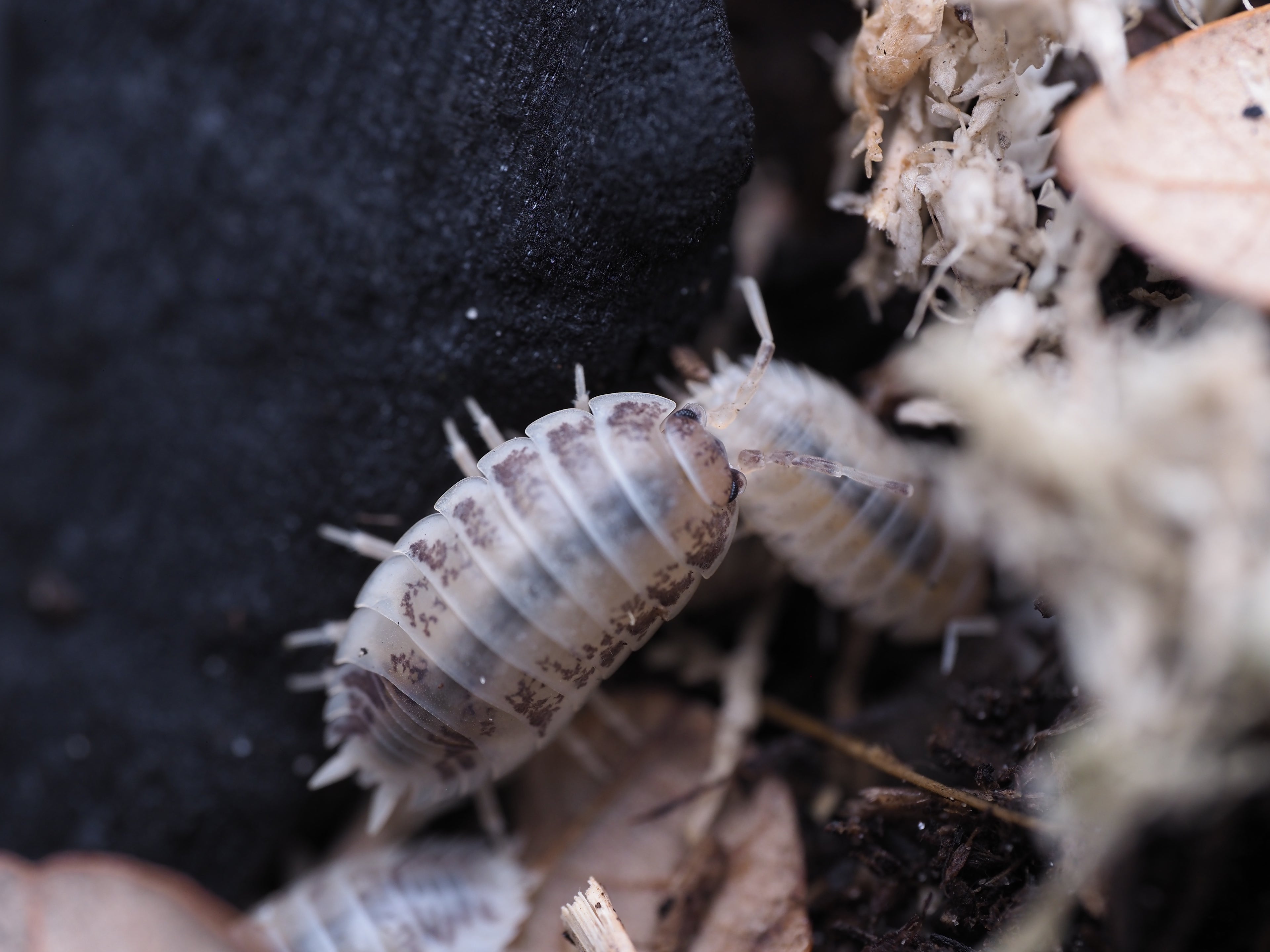 Porcellio laevis "Milkback" isopod