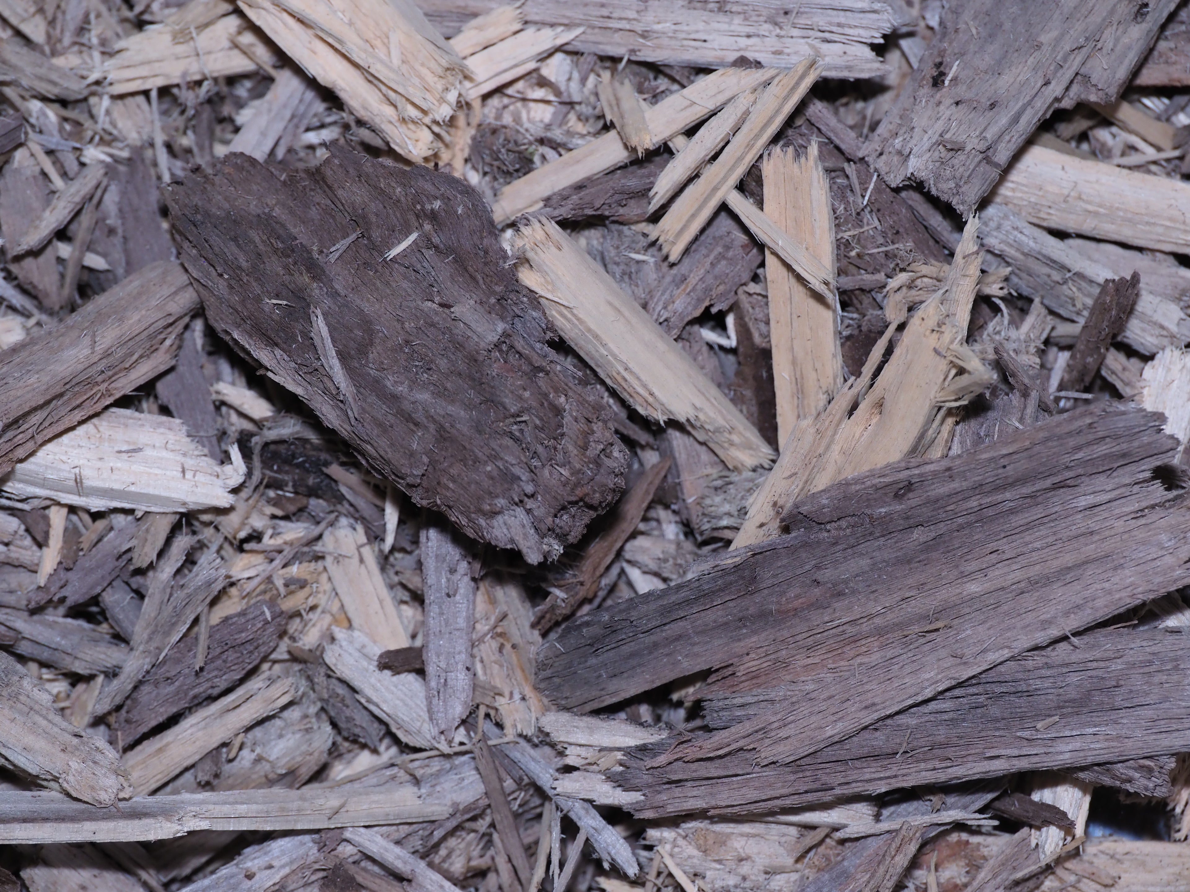 Rot Wood Mixture