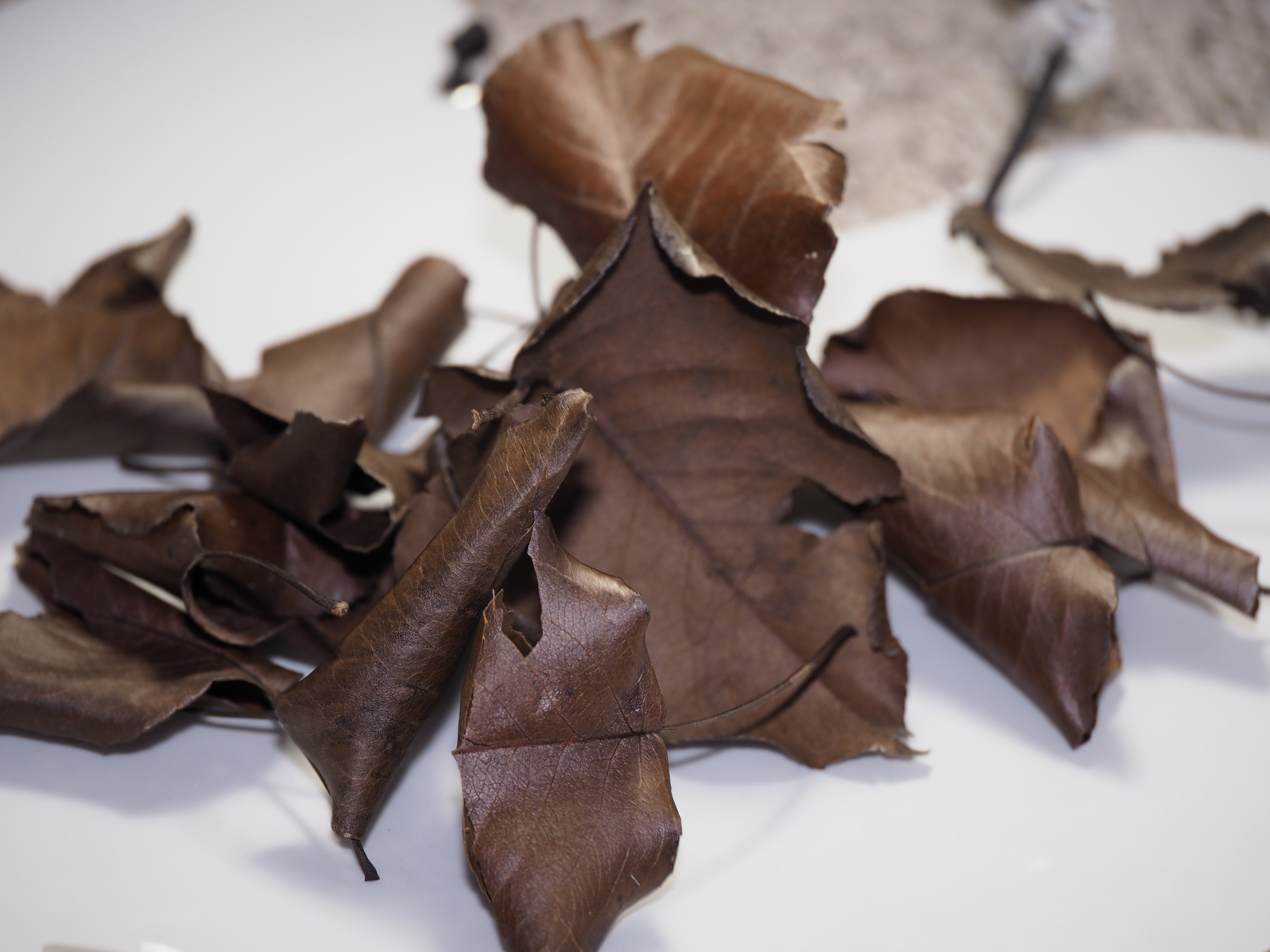 1 stuffed Gallon of Bradford pear Leaves