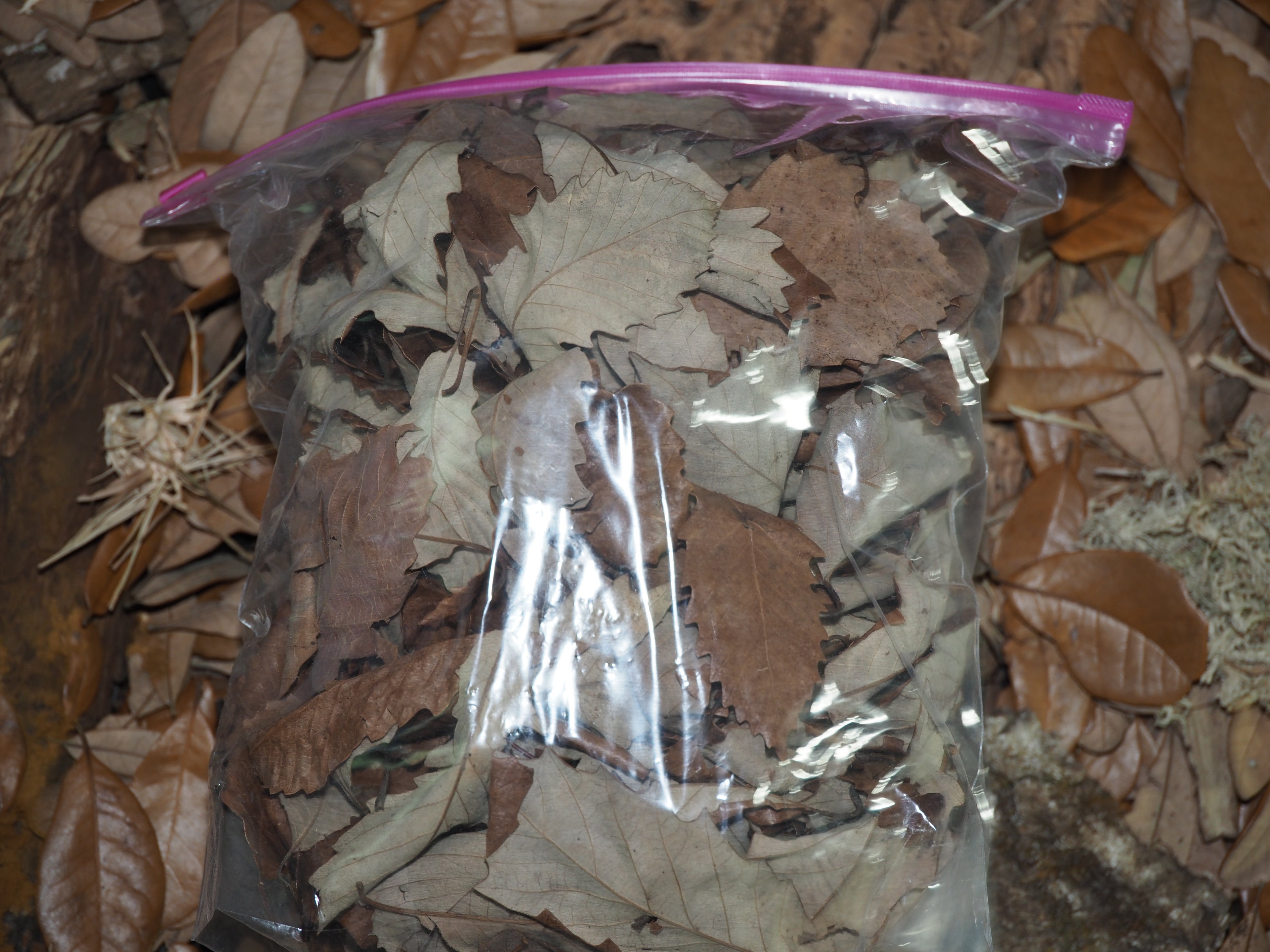 1 Stuffed Gallon of Swamp Chestnut Oak Leaves