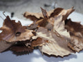 1 Stuffed Gallon of Swamp Chestnut Oak Leaves