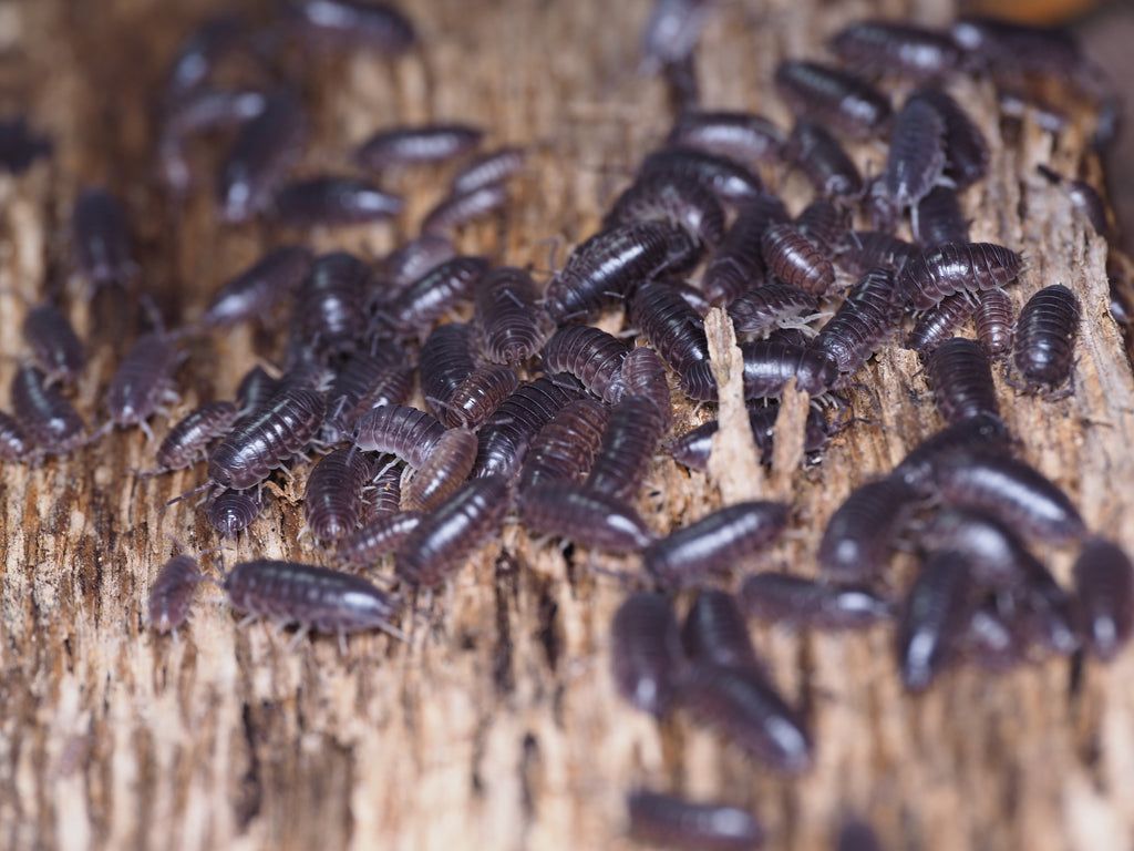 Cylisticus convexus "Curly"