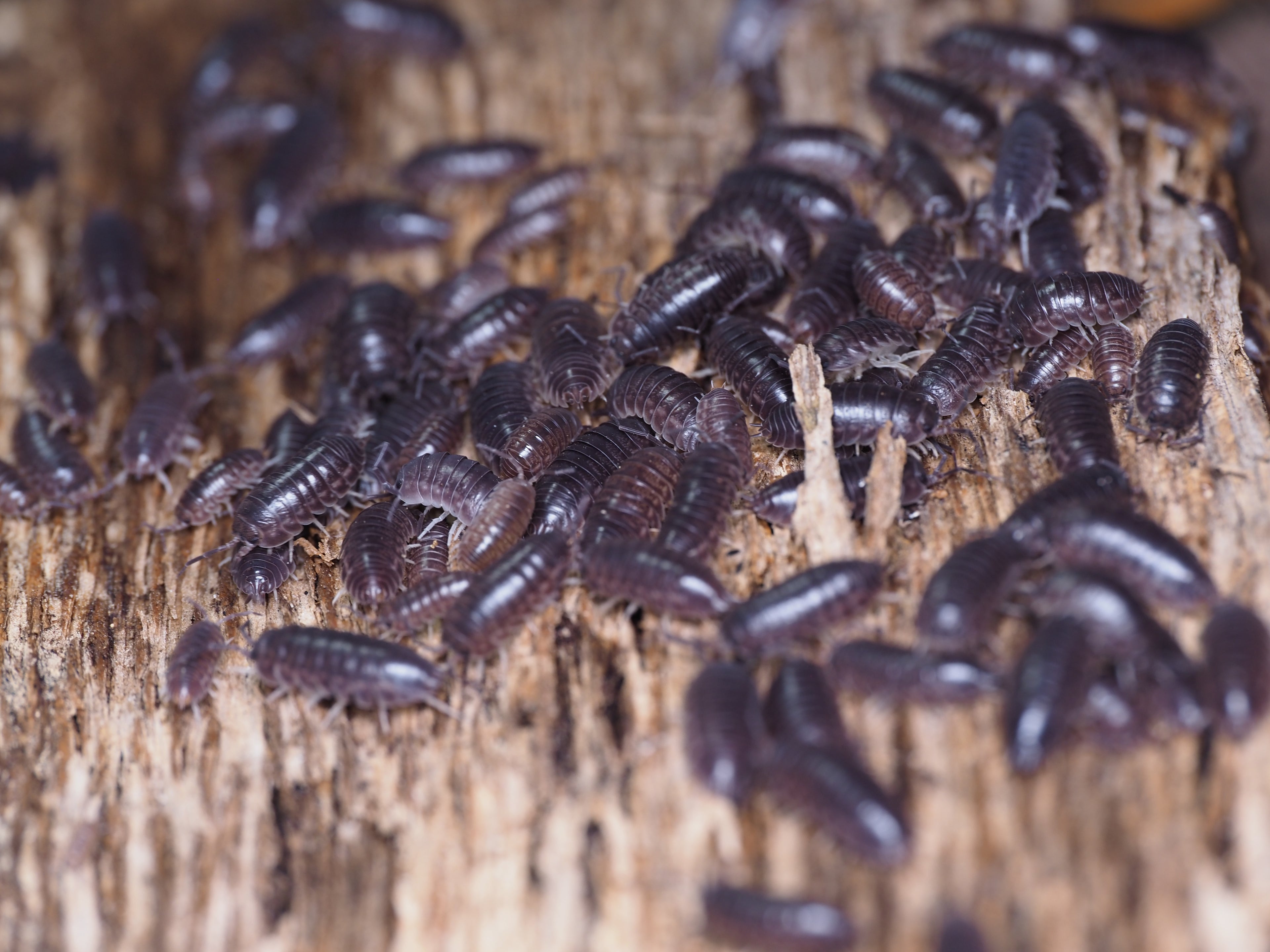 Cylisticus convexus "Curly"