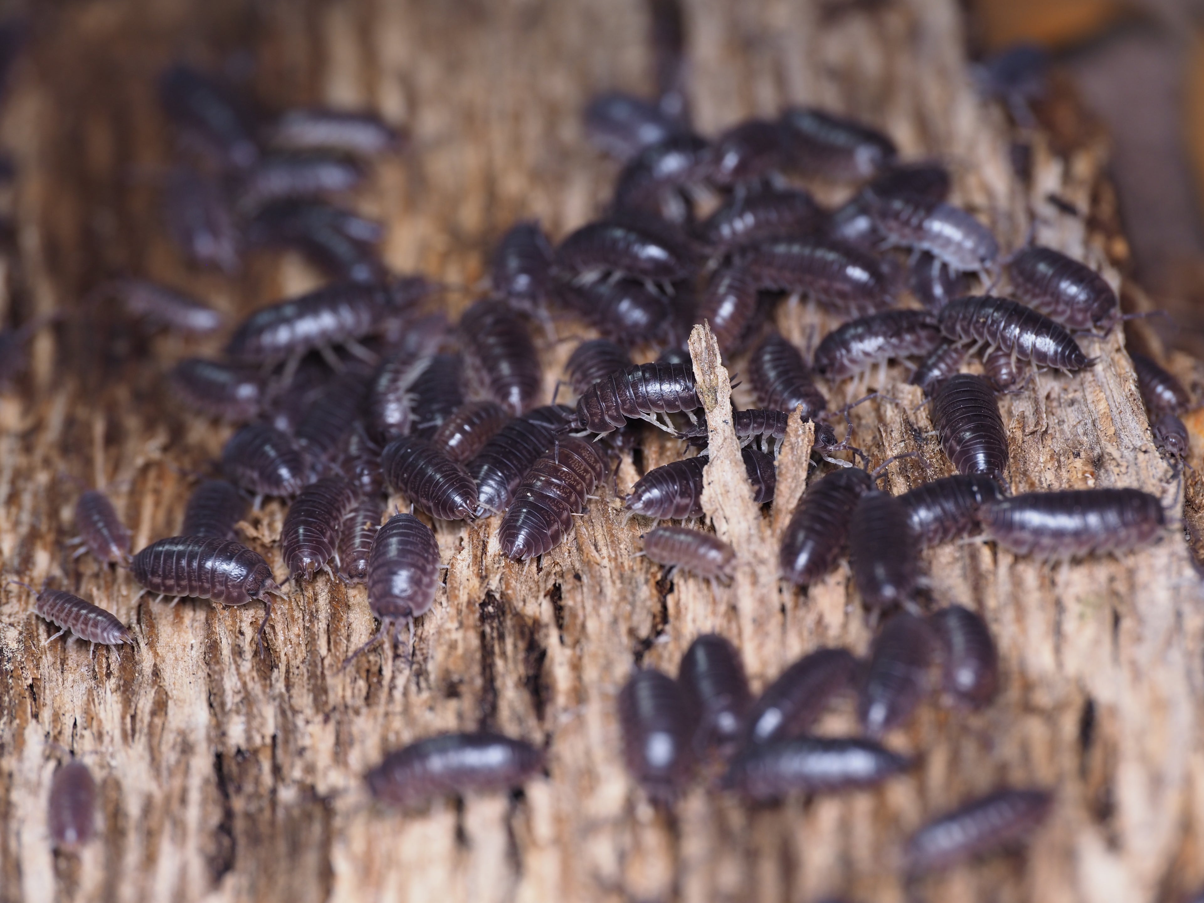 Cylisticus convexus "Curly"
