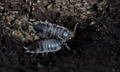 Porcellio aff. laevis "Dairy Cow" Isopods
