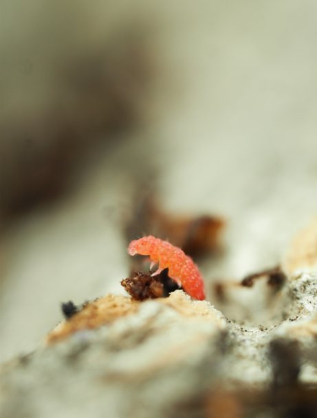 Yuukianura aphoruroides "Orange" 25ct