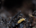 Yuukianura aphoruroides "Bright" - 25ct