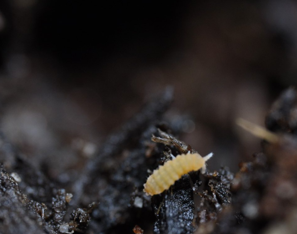 Yuukianura aphoruroides "Bright" - 25ct