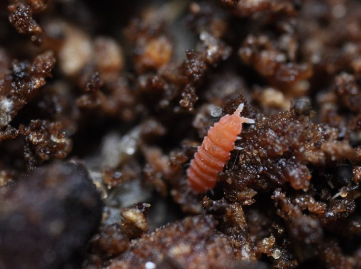 Yuukianura aphoruroides "Orange" 25ct