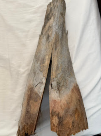 Palm Tree Bark