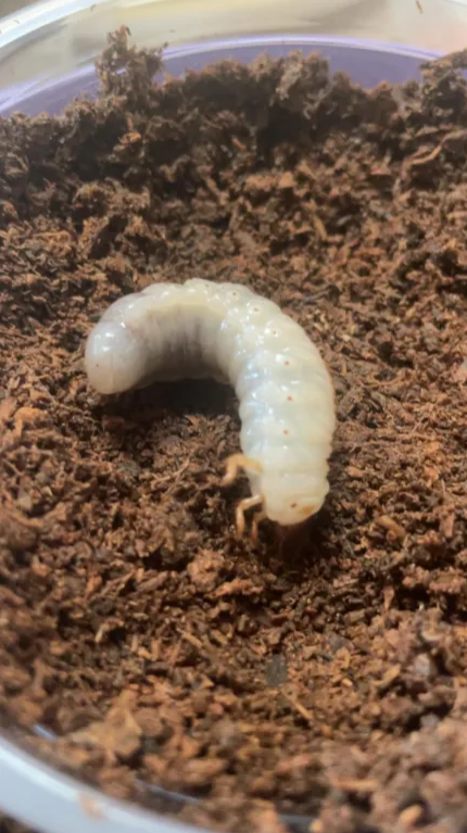 Flake Soil