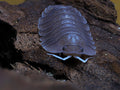 Isopod Mystery Box